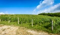 View of famous wine region Goriska Brda hills in Slovenia Royalty Free Stock Photo